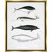 Rosecliff Heights Nautical Sea Life Whales Narwhal Marine - Floater Frame Drawing Print on Canvas in Black/Gray/White | 30 H x 24 W in | Wayfair
