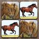 Horse Coasters C0032 | Personalised Gift | Unique Gift | 4 Coasters Set