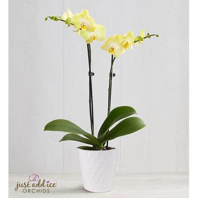 1-800-Flowers Plant Delivery Sunshine Orchid Large Plant