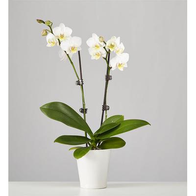 1-800-Flowers Plant Delivery Large Phalaenopsis Orchid White Orchid