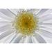 Winston Porter USA Washington State Seabeck Backlit close-up of shasta daisy Credit as: Don Paulson/Jaynes Gallery Poster Print by Jaynes Gallery (36 x 24) # Paper | Wayfair