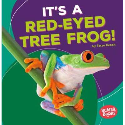 It's A Red-Eyed Tree Frog!