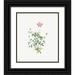 Redoute Pierre Joseph 20x23 Black Ornate Wood Framed with Double Matting Museum Art Print Titled - Single Dwarf China Rose Rosa indica pumila flore simplici