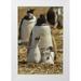 Illg Cathy and Gordon 17x24 White Modern Wood Framed Museum Art Print Titled - East Falkland Gentoo penguin parent and chicks