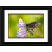 Jaynes Gallery 18x13 Black Ornate Wood Framed with Double Matting Museum Art Print Titled - Florida-Orlando Wetlands Park Eastern black swallowtail butterfly on flower