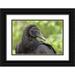 Kaveney Wendy 24x17 Black Ornate Wood Framed with Double Matting Museum Art Print Titled - Florida Everglades NP Black vulture in profile