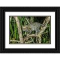 Jaynes Gallery 24x17 Black Ornate Wood Framed with Double Matting Museum Art Print Titled - Brazil-Pantanal Ocelot on tree branch