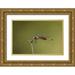 Welling Dave 18x13 Gold Ornate Wood Framed with Double Matting Museum Art Print Titled - TX Austin Striped saddlebags dragonfly on stem