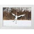 Goff Ellen 24x17 White Modern Wood Framed Museum Art Print Titled - Japan-Hokkaido-Kushiro An immature red-crowned crane spreads its wings in its dance practice