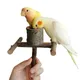 Bol en bois pour animal de compagnie perroquet oiseau sur pied perruche perruche morsure