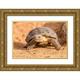 Jaynes Gallery 14x11 Gold Ornate Wood Framed with Double Matting Museum Art Print Titled - Arizona-Santa Cruz County Young desert tortoise captive
