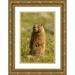 Illg Cathy and Gordon 13x18 Gold Ornate Wood Framed with Double Matting Museum Art Print Titled - CO San Juan Mts Yellow-bellied marmot in grass