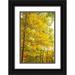 Miller Anna 11x14 Black Ornate Wood Framed with Double Matting Museum Art Print Titled - Backlit Autumn Yellow Foliage in Clifty Creek Park-Southern Indiana
