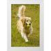 Lord Fred 13x18 White Modern Wood Framed Museum Art Print Titled - CO Summit Co Golden retriever fetches a ball