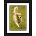 Lord Fred 23x32 Black Ornate Wood Framed with Double Matting Museum Art Print Titled - CO Summit Co Golden retriever fetches a ball