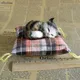 Mini chats artificiels en peluche coussin décoratif en tissu Position couchée mignon cadeau