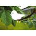 Arlmont & Co. Latacha Suet Bird Feeder in White | 3.94 H x 5.91 W x 0.2 D in | Wayfair 7AF6571A22704FB5A20B9B24E8F2345D