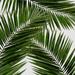 Bayou Breeze Orara Studio Palm Leaf III Canvas in White | 36 H x 36 W x 1.25 D in | Wayfair 99CD81ABC1E248A8999E966BE8903C42