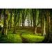 Millwood Pines Footpath in Forest - Wrapped Canvas Photograph Canvas in White | 24 H x 36 W x 1 D in | Wayfair E7A7DE23721742AD92F7018F73A0D096