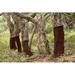 Millwood Pines Trees w/ Bark Removed - Wrapped Canvas Photograph Canvas in Green | 12 H x 18 W x 1.25 D in | Wayfair