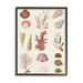 Stupell Industries Mixed Nautical Sea Life Corals Shells Graphic Art Black Framed Art Print Wall Art Design by Vision Studio