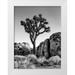 Collins Ann 15x18 White Modern Wood Framed Museum Art Print Titled - California-Joshua Tree National Park-Joshua tree lit by early morning sun