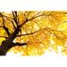 Ebern Designs Autumn Ginkgo by Baphotte - Wrapped Canvas Print Canvas in White | 24 H x 36 W x 1.25 D in | Wayfair DD92D26172AE45C39748E770529CCFCC