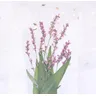 Fleurs de Murcia séchées 60 pièces Ludwigia prostrMiRoxb Collier pendentif en résine xy pour les