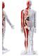 UIGJIOG Mannequin 85Cm Medical Acupuncture Model Muscle Anatomical Male Model with Precise Meridian Point Lettering And Bracket And English Manual Meridian Point Medical for Training Teaching