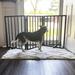 Tucker Murphy Pet™ Wood Free Standing Pet Gate Wood (a more stylish option) in Black/Brown | 24 H x 54 W x 3 D in | Wayfair