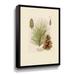 Gracie Oaks Vintage Pine Cone by Ansel Adams - Graphic Art on Canvas in Green | 24 H x 18 W x 2 D in | Wayfair CA0909CFB7F743A9894B22EB611E9D88