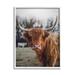 Stupell Industries Highland Cattle Cow Gazing Warm Sunny Portrait Photograph White Framed Art Print Wall Art Design by Dakota Diener