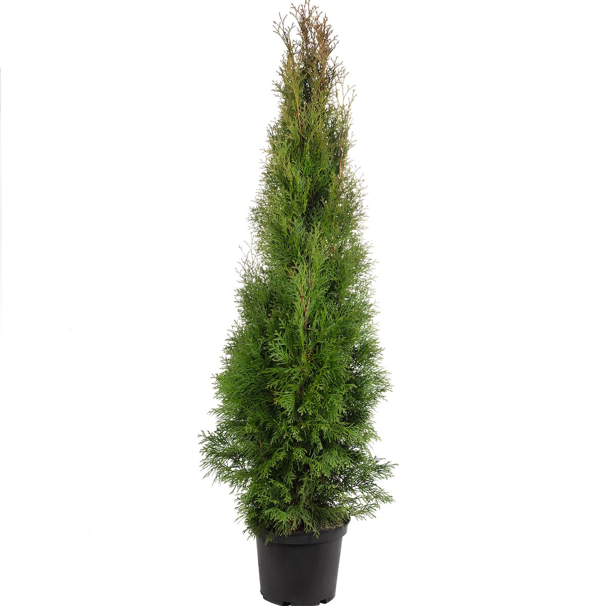 Lebensbaum `Smaragd` C5 - Thuja occidentalis smaragd - Höhe ca. 100-120 cm Image
