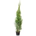 Lebensbaum `Smaragd` Thuja occidentalis smaragd C5 H100-120