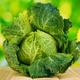 Vegetable Seeds - Cabbage 'Ormskirk' - 20 x Seed Pack