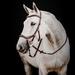 Horseware Micklem 2 Deluxe Competition Bridle w/Reins - Horse - Dark Havana - Smartpak