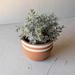 Foreside Home & Garden Terracotta Pot Planter Clay & Terracotta | 4.75 H x 5.75 W x 5.75 D in | Wayfair FDDD11141