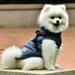 Dog Jacket with Harness - Dog Winter Coat Cozy Warm for Small Medium Dogs - Water-Resistant Windproof Dog Cold Weather Vest with Hook & Loop Easy Wear - Reflective Dog Winter Clothes Outdoor Hiking