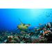 Bay Isle Home™ Sea Turtle by Richcarey - Wrapped Canvas Photograph Canvas, Wood | 20 H x 30 W x 1.25 D in | Wayfair