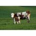 Gracie Oaks Happy Cows by Mb-Fotos - Wrapped Canvas Photograph Canvas | 8 H x 12 W x 1.25 D in | Wayfair 7C0D704E25804EB984C9B7A66764216A