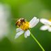 Gracie Oaks Bee on Flowers by Zirconicusso - Wrapped Canvas Photograph Canvas in White | 36 H x 36 W x 1.25 D in | Wayfair