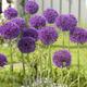 10 Allium purple sensation bulbs in the green