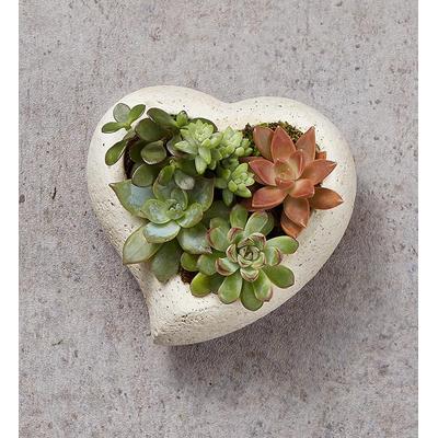 1-800-Flowers Plant Delivery Loving Memory Succulent Garden Small Plant