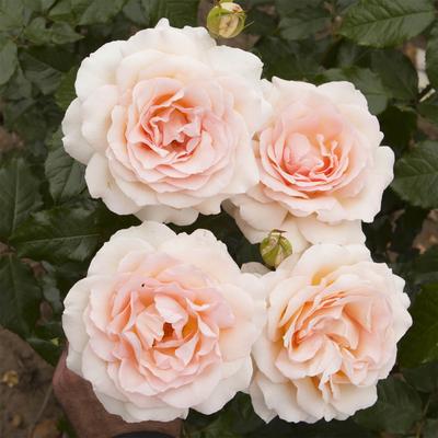 Rose Chandos Beauty 3L Potted