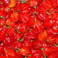 Fresh Habanero Hot Pepper - Scotch Bonnet peppers 1kg