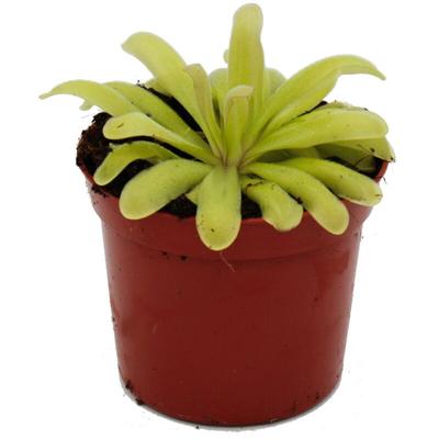 Fleischfressende Pflanze - Zierliches Fettkraut - Pinguicula 'Anna' - 9cm Topf