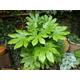 Japonica Fatsia Japanese 3 Litre Pot Giant Leaves, castor oil like Gunnera Plants to your door