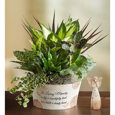 1-800-Flowers Plant Delivery A Life So Beautiful Dish Garden & Keepsake