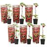 Plant In A Box - Framboisier - Set de 6 - Framboisier - Pot 9cm - Hauteur 25-40cm