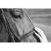 Gracie Oaks Woman Stroking the Horse's Head by Amilkin - Wrapped Canvas Photograph Canvas in Black/White | 8 H x 12 W x 1.25 D in | Wayfair